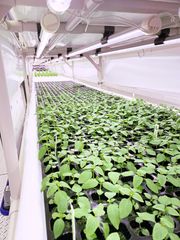 植物工場内