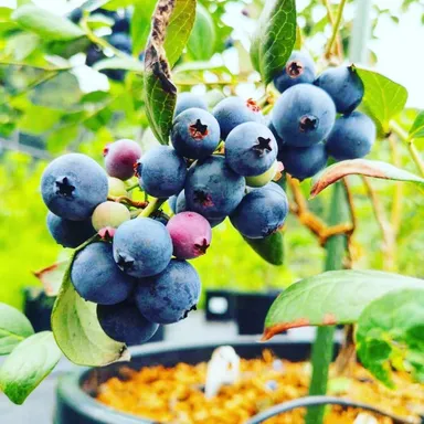 完熟ブルーベリー(1)