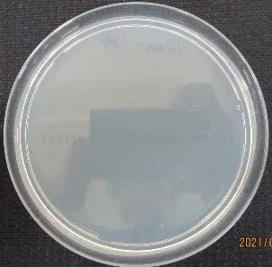 1秒照射　距離1cm・8W