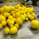 ボタニカルに使用したレモン。長野県飯田市Yanagi Farmにて収穫。