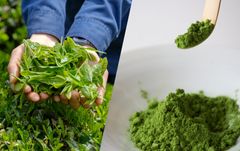 春収穫の一番茶を贅沢に使用