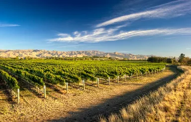 ニュージーランドのワイン用ぶどう畑