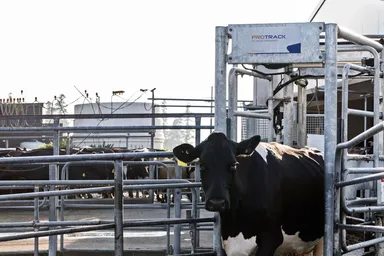 ニュージーランドの畜産1