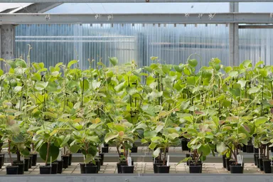 ニュージーランドの園芸農業