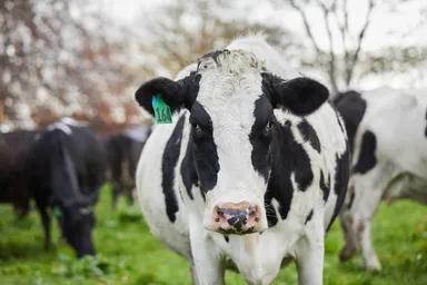 ニュージーランドの酪農