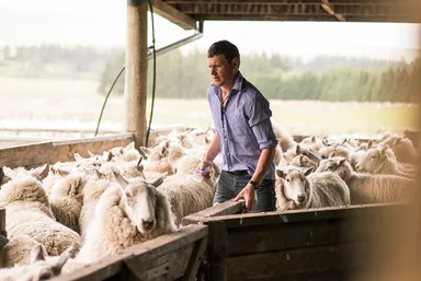 ニュージーランドの畜産(羊)1