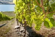 ニュージーランドのワイン用ぶどう畑2