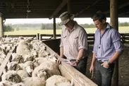 ニュージーランドの畜産(羊)2