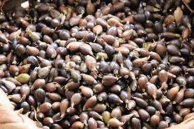 成分(8) ハトムギイメージ