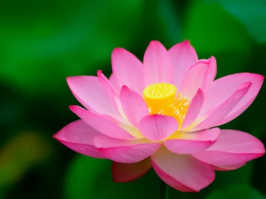 成分(1) 蓮イメージ