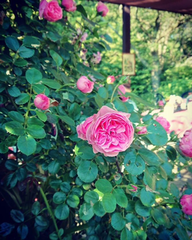 六甲山でバラと過ごすひととき
六甲オルゴールミュージアムのバラが見ごろです！