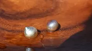 「キクラゲ」らしい2つの真珠が誕生