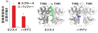 図２．鳥類T1R1/T1R3における糖受容能獲得。重要なアミノ酸変異が、メジロキバネミツスイ（スズメ亜目）ではT1R1の細胞外領域、ハチドリ(アマツバメ目)ではT1R3の細胞外領域で生じていた。