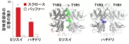図２．鳥類T1R1/T1R3における糖受容能獲得。重要なアミノ酸変異が、メジロキバネミツスイ（スズメ亜目）ではT1R1の細胞外領域、ハチドリ(アマツバメ目)ではT1R3の細胞外領域で生じていた。