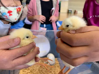 ふれあい方の勉強