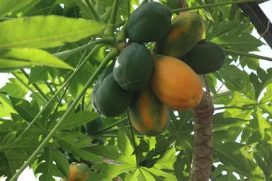 園内で栽培されているパパイヤ