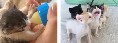 「カピねこカフェ」は、保護猫の里親様探しも行っています