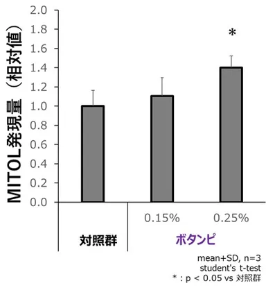 図1．「ボタンピエキス」によるMITOL発現上昇(色素細胞)