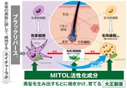 「MITOL活性化成分：ボタンピエキス」×「ネイチャーラボ社：ブラックリバースペプチド1」