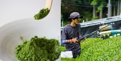 自家栽培抹茶へのこだわり