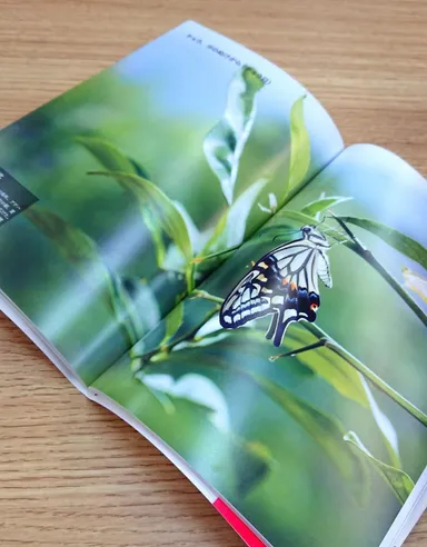 羽化の瞬間をとらえた美しい写真