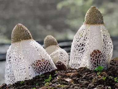 キヌガサタケの幼菌から発生する優雅な姿