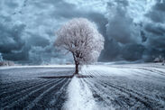 赤外線を利用した風景写真「The Trees」(撮影：Przemystaw Kruk)