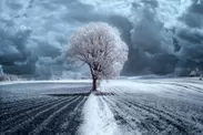 赤外線を利用した風景写真「The Trees」(撮影：Przemystaw Kruk)