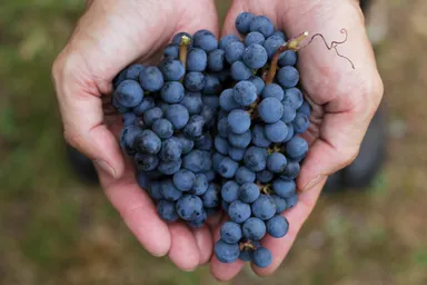 ヤマ ソービニオン収穫