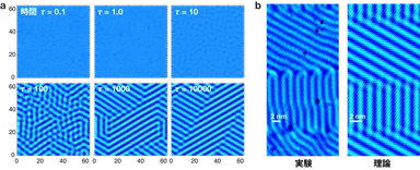 図1　(a) ビスマス単原子膜で時間と共にチューリング・パターンが形成される様子。(b) 実験と理論の比較。
