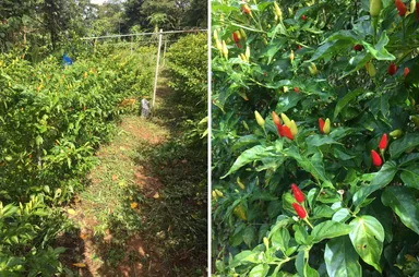 自社農園 島とうがらしエリア