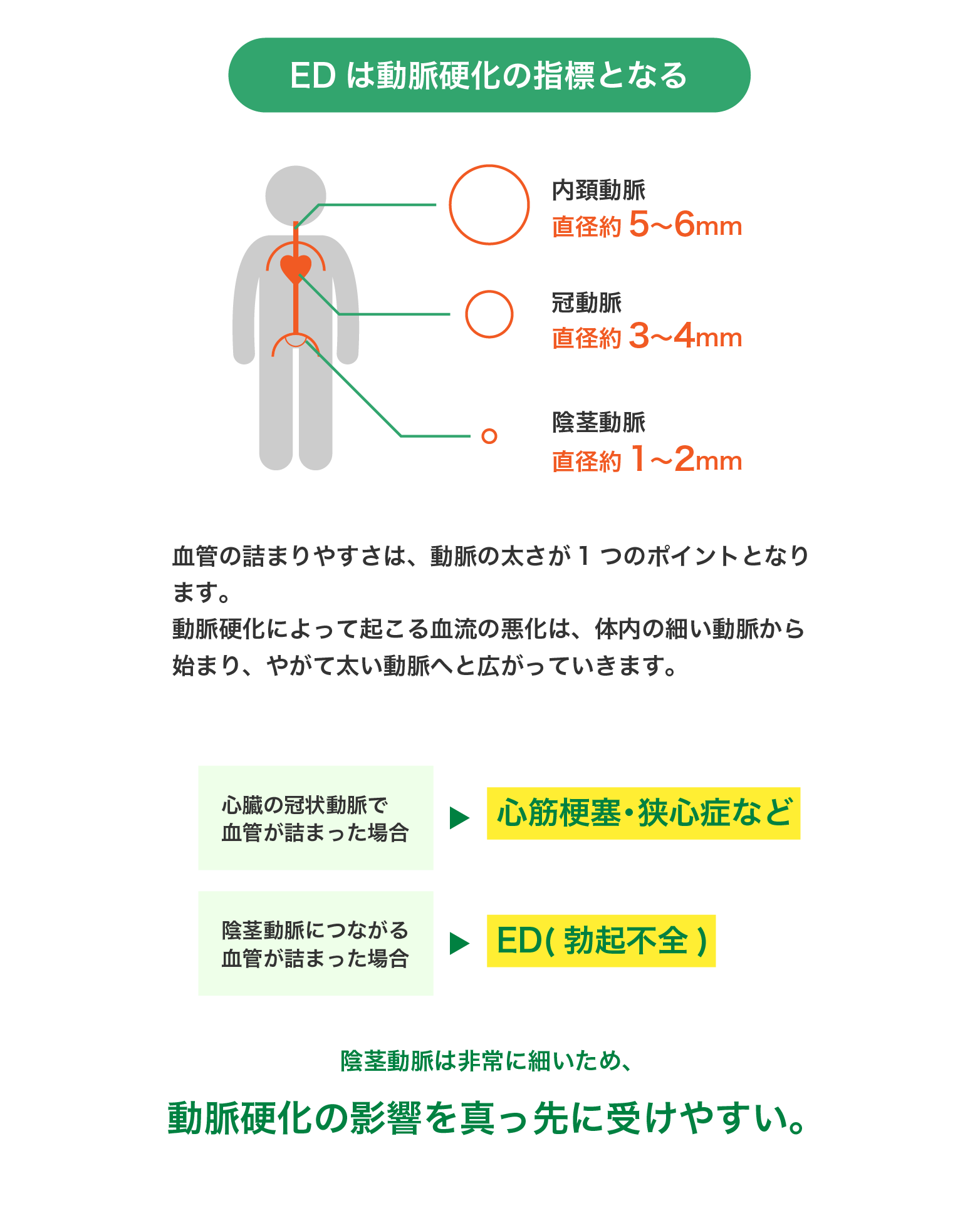 メラトニンは勃起不全を引き起こす可能性があります