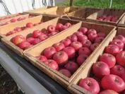 リンゴ農家(1)