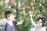 リンゴ農家(3)