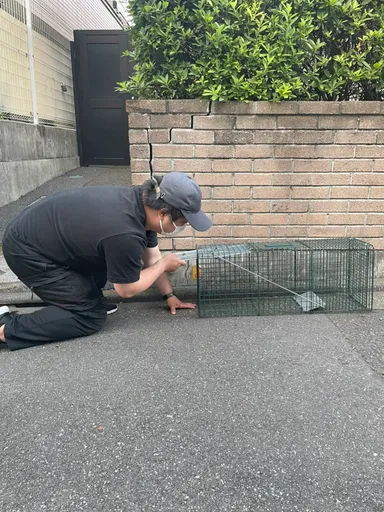 捕獲器をセットする様子