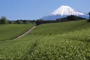 富士山麓の茶園