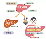 脂肪肝の抑制イメージ