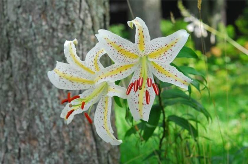 六甲高山植物園 世界中で人気の日本固有種
ユリの女王 ヤマユリが見頃です！