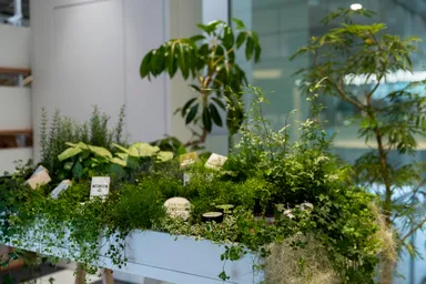 planticaコラボブース