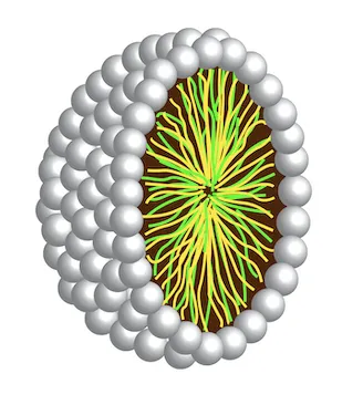 脂質ナノカプセル