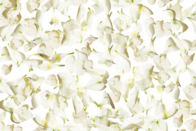 Anniversaryラッピング