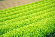緑鮮やかなお茶畑