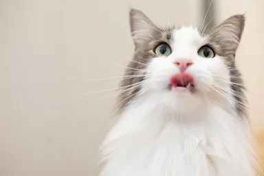 猫ちゃんもおかわりを催促