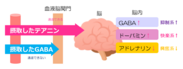 図2　テアニンの脳機能調節作用のイメージ図