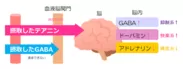 図2　テアニンの脳機能調節作用のイメージ図