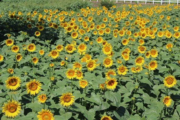 夏の太陽から元気をもらおう 成田ゆめ牧場 ひまわり迷路 まもなく満開 成田ゆめ牧場のプレスリリース