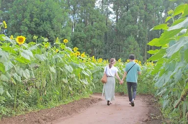 昨年の様子：人の背丈くらいの大きさのひまわり