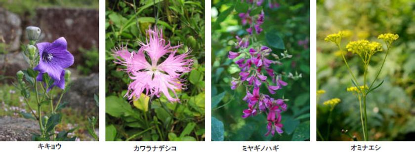 【六甲高山植物園】8月7日（土）は「立秋」
オミナエシ、ハギ、ナデシコなど 秋の七草が開花！