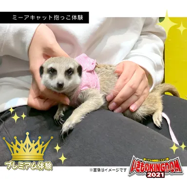ミーアキャット抱っこ体験