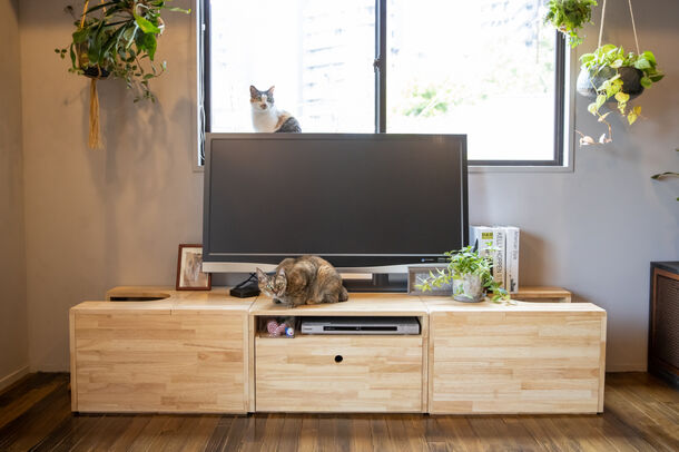 愛猫との暮らしを快適に！家具ブランド・NY&に新商品“TVボードにもなる